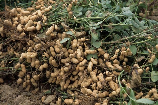 Manfaat Kacang Tanah 