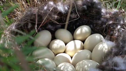 Apa manfaat telur bebek? Penyakit apa yang baik untuk penyakit ini?