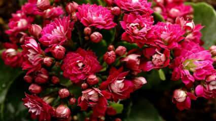 Bagaimana cara merawat bunga calancho? Bagaimana cara memperbanyak bunga kalano?