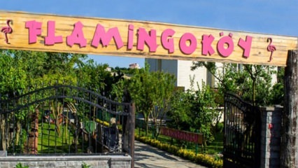Di mana Flamingo Village? Bagaimana untuk pergi? Berapa harga sarapannya?