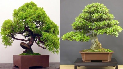 Bagaimana cara menanam pohon bonsai? Cara merawat pohon bonsai Fitur pohon bonsai 