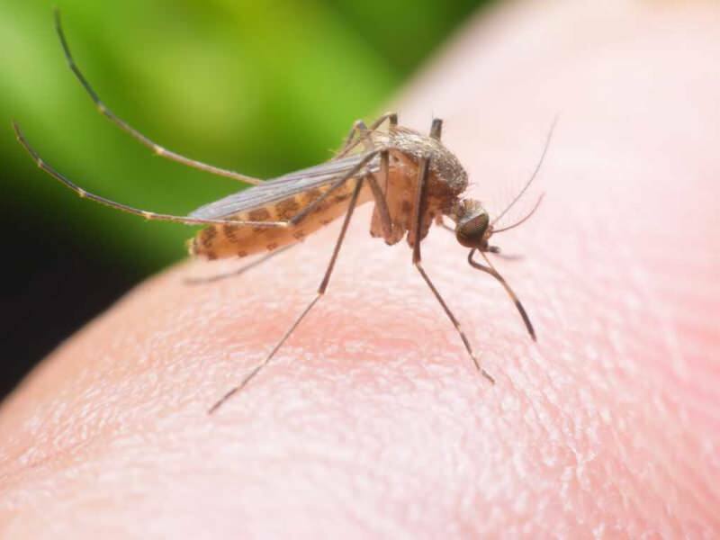 Bagaimana cara membuat pengusir nyamuk alami di rumah? Resep pengusir lalat alami
