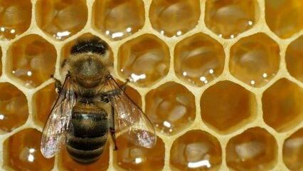 Di mana racun lebah digunakan? Apa manfaat racun lebah? Penyakit apa yang cocok untuk racun lebah?