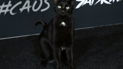 Seekor kucing hitam di premier Hollywood ...