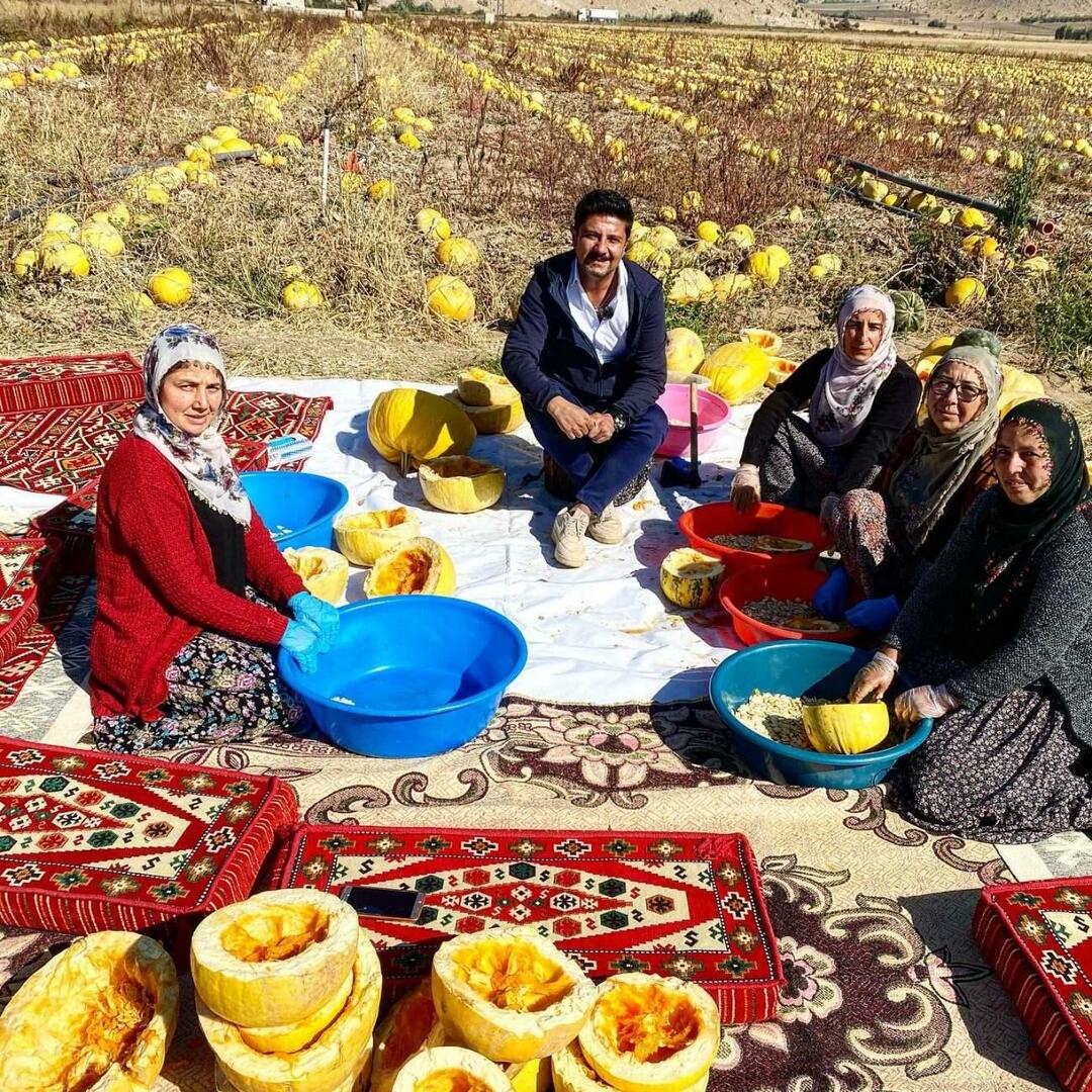 Kürşat Başar pergi ke panen biji labu dengan program Day Night