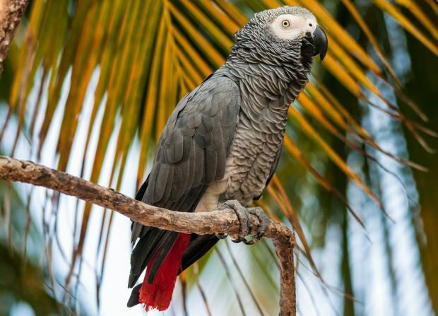 Perawatan dan pelatihan Parrot Jako