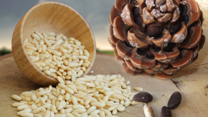 Apa nilai gizi dari kacang pinus? Apa manfaat kacang pinus?