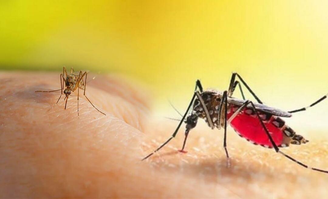 Apa saja gejala gigitan nyamuk Aedes? Bagaimana cara menghindari gigitan nyamuk Aedes?