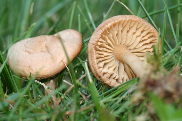 Apa manfaat jamur? Untuk penyakit apa jamur itu baik?