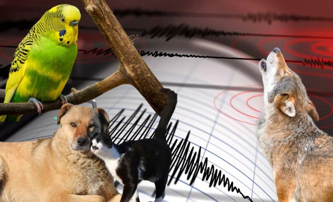 Apakah hewan merasakan gempa bumi sebelumnya? Gempa bumi dan perilaku hewan yang tidak normal...