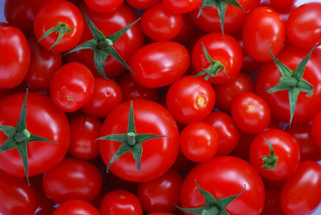 Cara memilih tomat menemenlik