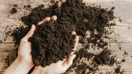 Bagaimana seharusnya tanah pot itu? Apa itu lumut gambut (Peat Soil)?