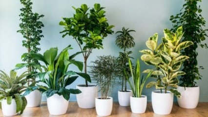 8 tanaman yang mudah dirawat