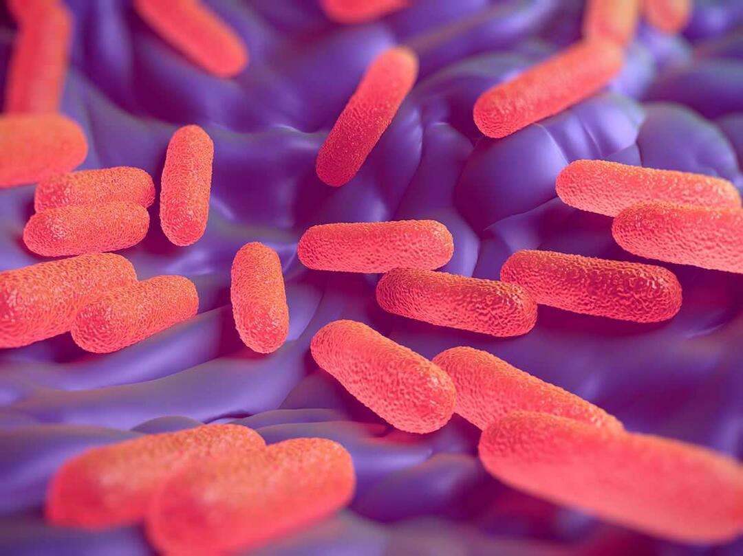 Apa itu bakteri Salmonella? Apa saja gejala Salmonella?