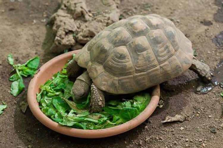 Apa yang dimakan kura-kura dan bagaimana cara memberi makan? Makanan apa yang disukai kura-kura?