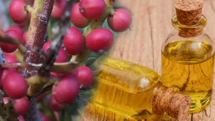 Apa manfaat buah Çitlembik (Menengiç)? Apa yang dilakukan dengan minyak citlemob?
