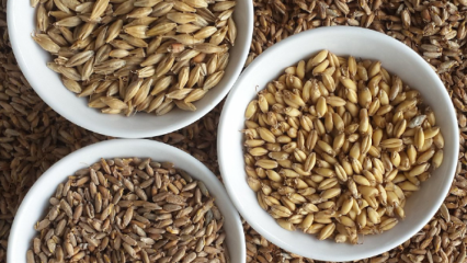Apa manfaat jelai? Untuk penyakit barley apa? Bagaimana jelai dikonsumsi?