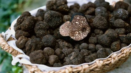 Apa manfaat truffle? Penyakit apa yang baik untuk jamur truffle?