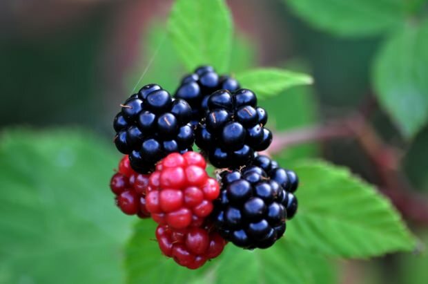 manfaat blackberry untuk pencernaan