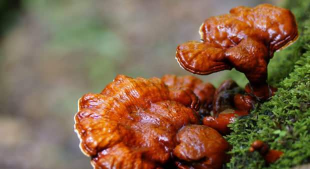 Cara mengkonsumsi jamur reishi