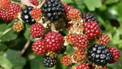 Apa manfaat blackberry? Untuk penyakit apa manfaat blackberry?