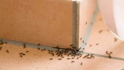 Metode yang efektif untuk menghilangkan semut di rumah! Bagaimana semut dapat dihancurkan tanpa membunuh? 