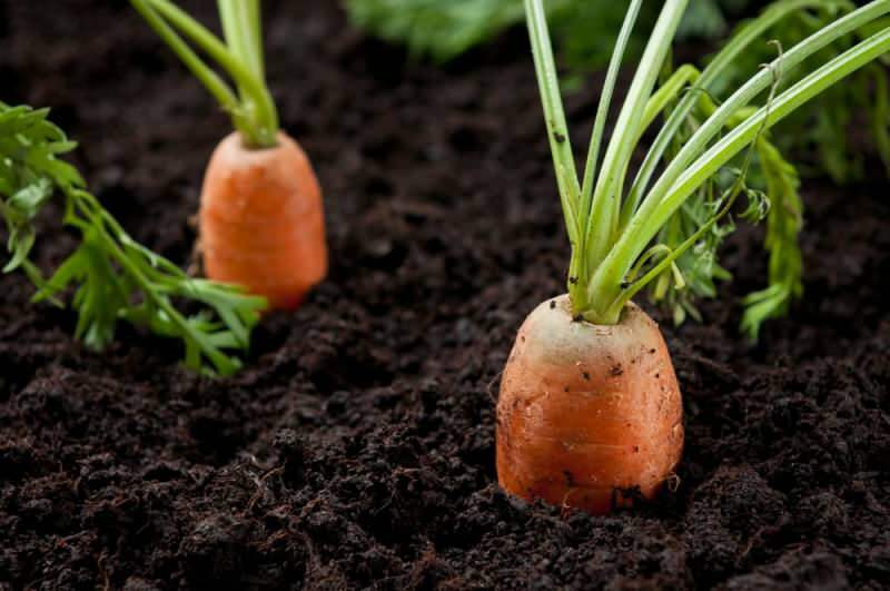Bagaimana cara menanam wortel dalam pot di rumah? Metode penanaman wortel dalam pot