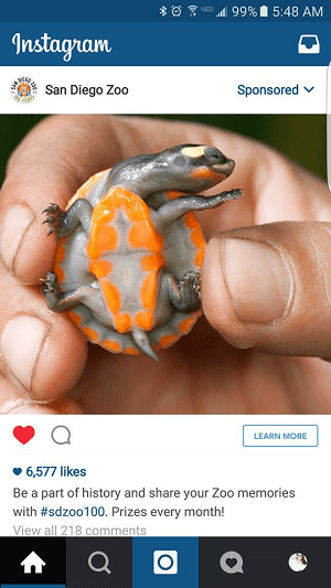 iklan instagram kebun binatang