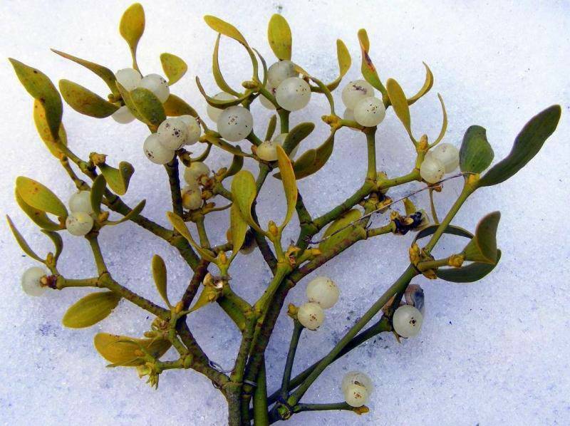 mistletoe memiliki sifat antibakteri