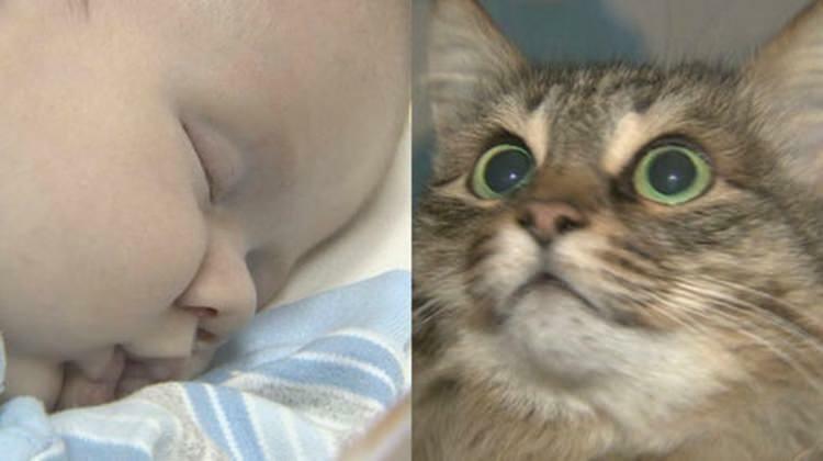 Kucing liar menyelamatkan hidup bayi!