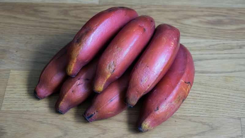 pisang merah berubah menjadi ungu saat matang