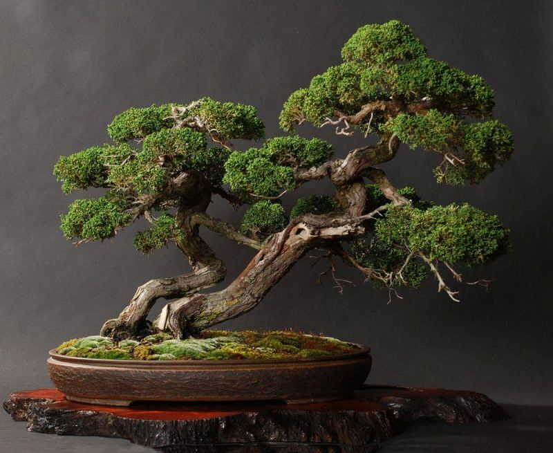 Bagaimana cara menanam pohon bonsai? Cara merawat pohon bonsai Fitur pohon bonsai