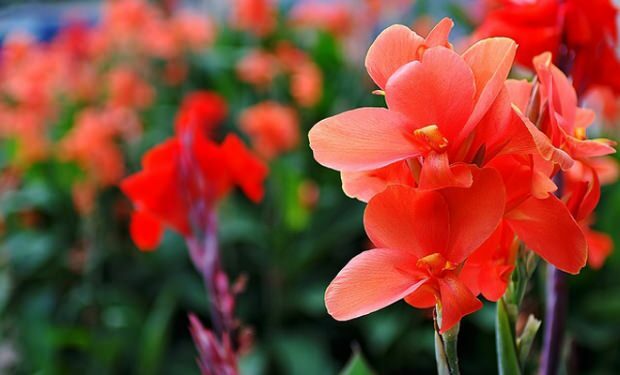Merawat bunga gladiol 