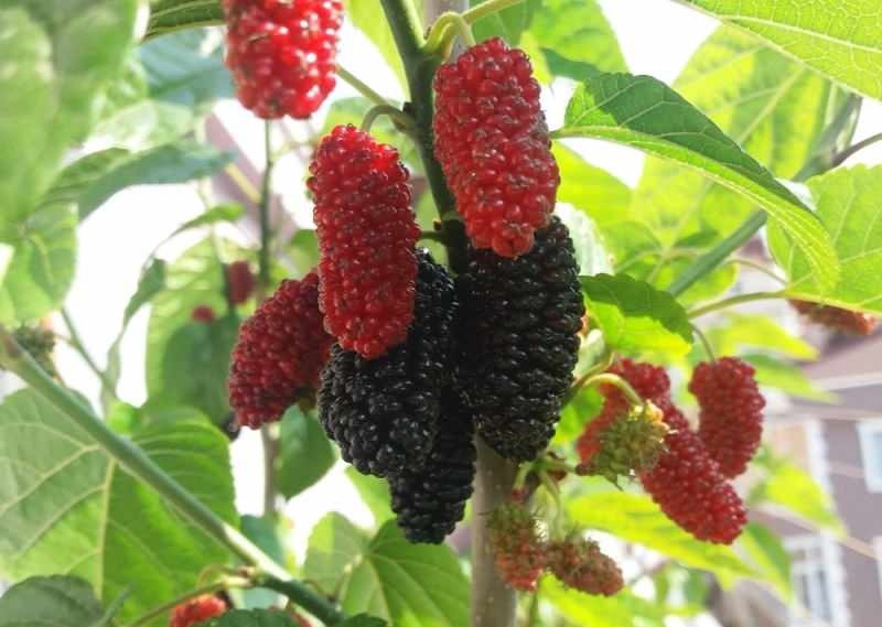 Ada berbagai mulberry seperti merah hitam ungu