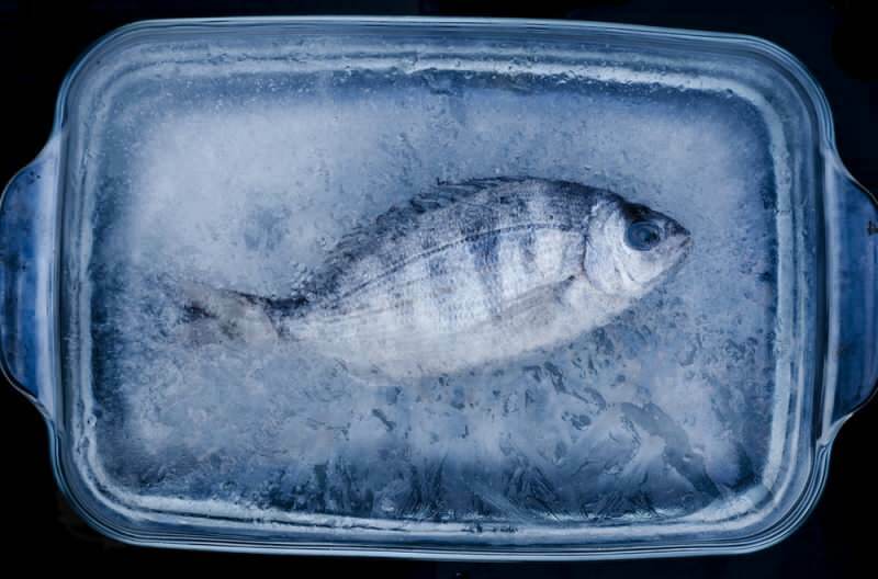 Apakah rasa ikan yang dimasukkan ke dalam freezer berubah? Mereka yang menjaga beberapa hari ...