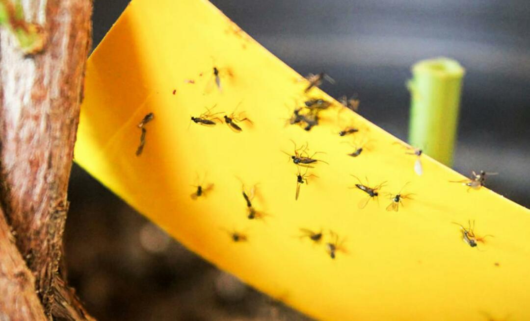 Solusi pasti untuk serangga di rumah! Bagaimana cara mencegah lalat kecil beterbangan di rumah?