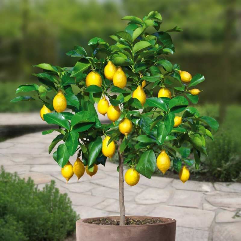 Bagaimana cara menanam lemon dalam pot di rumah? Kiat untuk menanam dan memelihara lemon