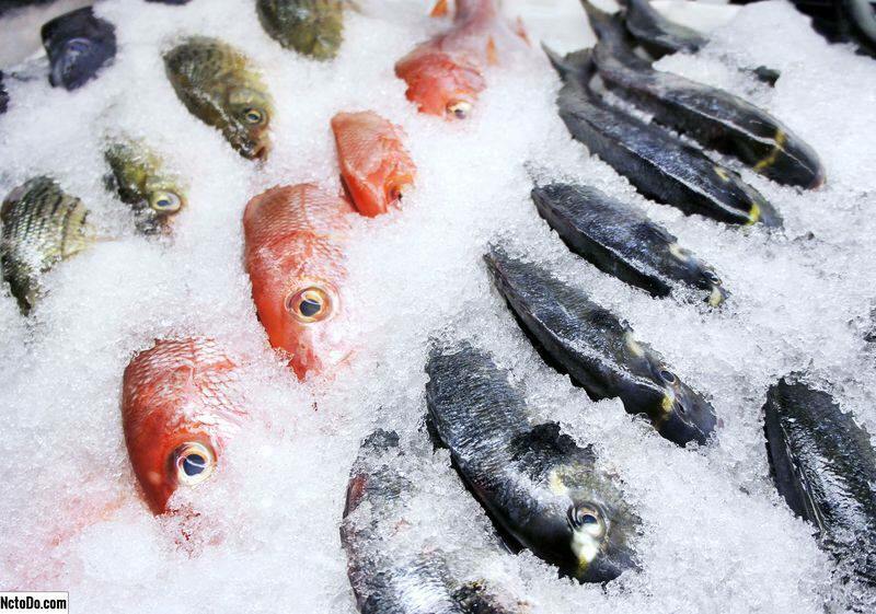 Bagaimana ikan disimpan? Apa saja tips memelihara ikan di freezer?