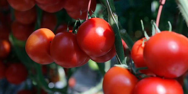 Apakah tomat bermanfaat bagi kulit?