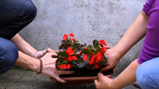 Bagaimana cara menanam bunga di pot bunga? Bagaimana cara memangkas bunga?