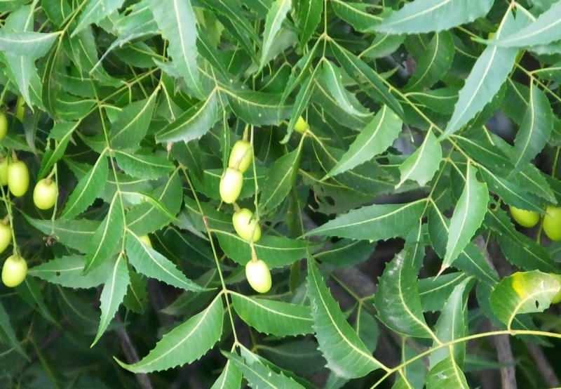 pohon neem menghilangkan racun dari tubuh