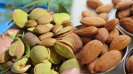 Bagaimana almond dikumpulkan? Di musim apa kacang almond dimakan? Cara mengumpulkan biji almond