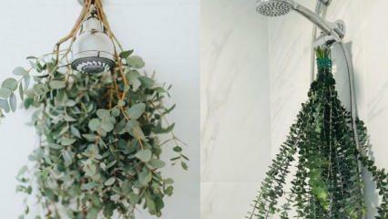 Bagaimana cara menggantung kayu putih di kamar mandi? Cara memanfaatkan kayu putih dalam dekorasi kamar mandi!