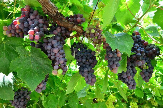 Manfaat buah anggur