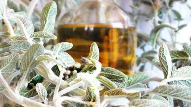 Apa saja herbal yang menurunkan berat badan?