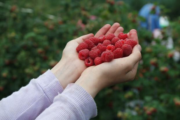 Apa manfaat raspberry?