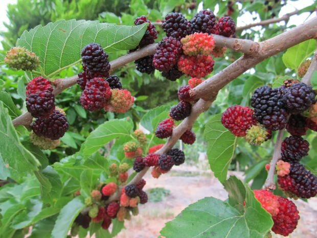 manfaat mulberry bagi kulit