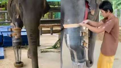 Media sosial muda mengguncang kaki prostetik Anda untuk gajah! 