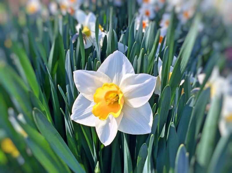 Apa itu sabun daffodil dan untuk apa? Membersihkan kulit dengan sabun calendula