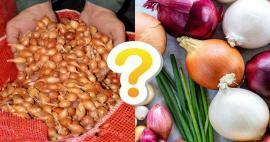 Bisakah bawang kering digunakan sebagai pengganti bawang merah? Inilah jawabannya 